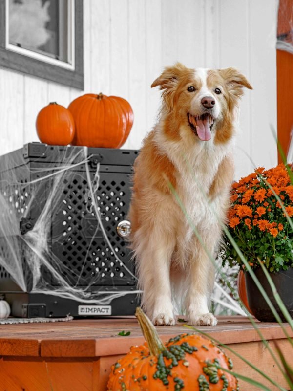 pexels-impact-dog-crates-1789722873-28829467 pexels-impact-dog-crates-1789722873-28829467